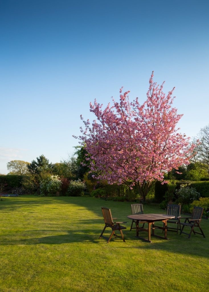 signs of tree damage after winter