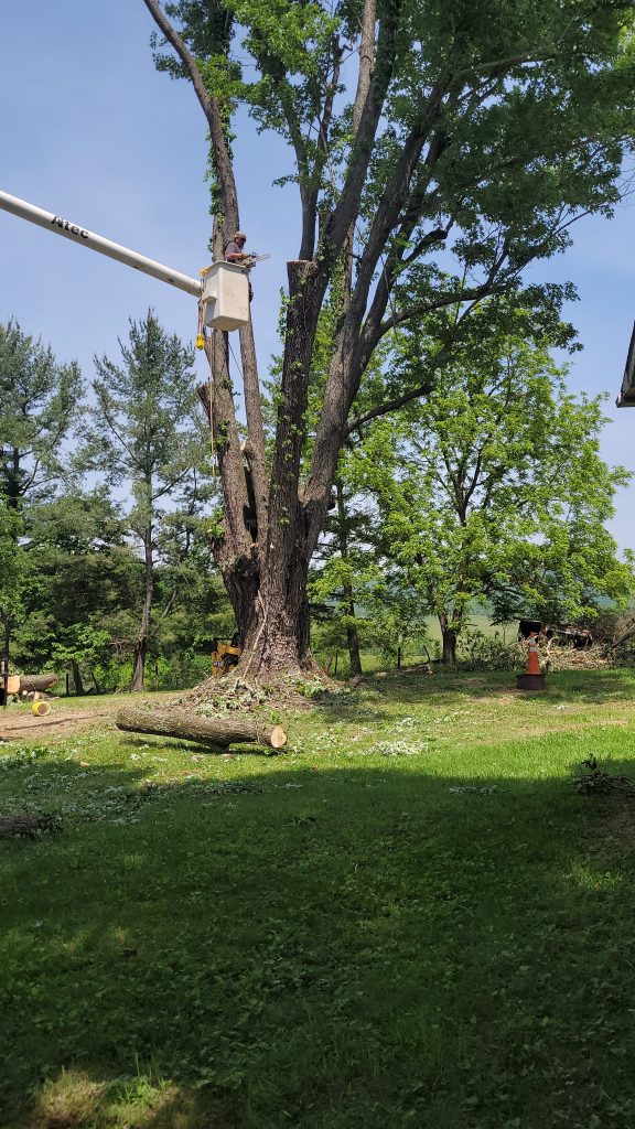Preventing emergency tree removal