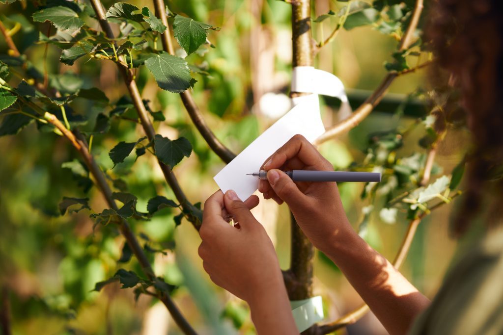  Professional tree removal in Roanoke, VA

