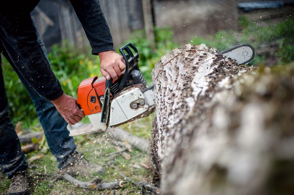 professional tree removal Roanoke