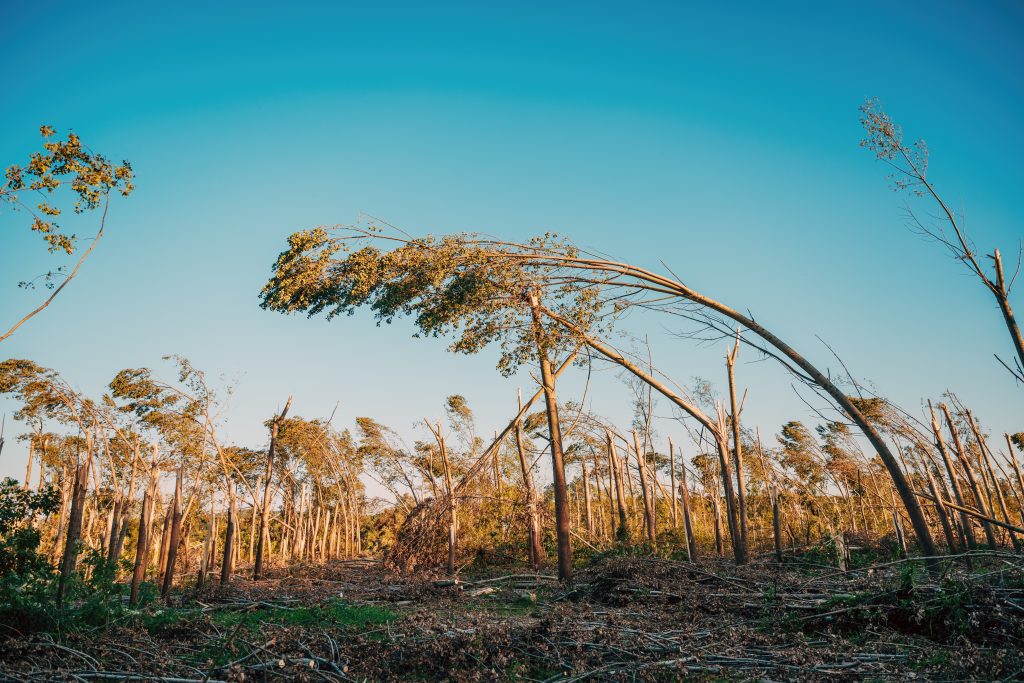 prevent falling tree limbs
