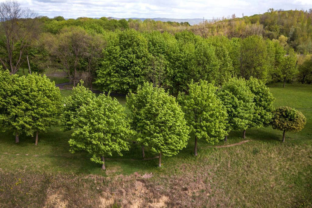 When to prune trees? It depends on a lot of factors.