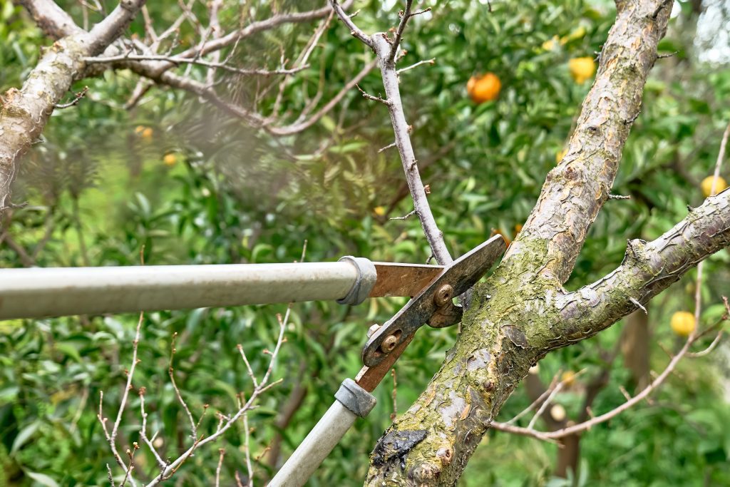 seasonal tree trimming
