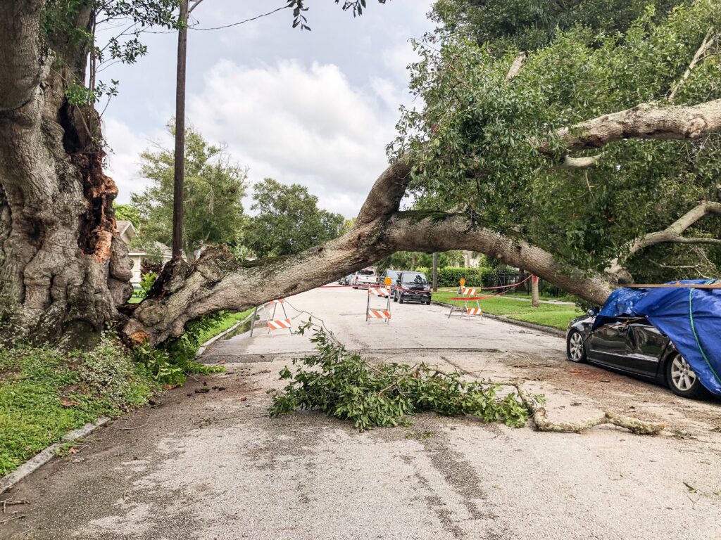 A very large tree branch has broken off, falling onto a suburban street, and blocking the entire road, in need of immediate emergency tree removal services in New River Valley, V