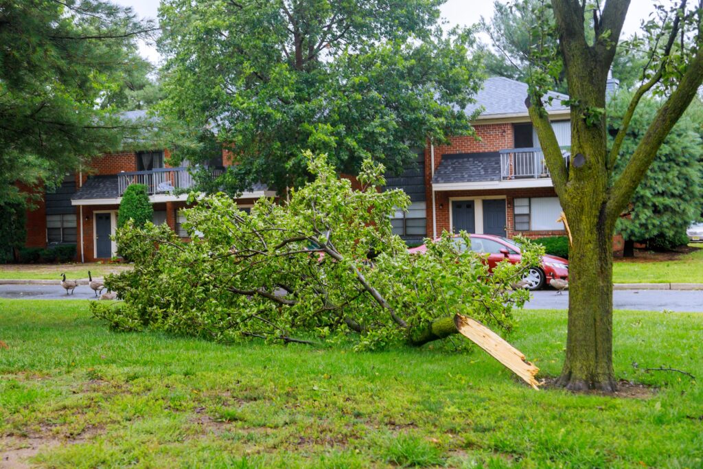A very large tree branch has broken off, falling onto a suburban street, and blocking the entire road, in need of immediate emergency tree removal services in New River Valley, VA.